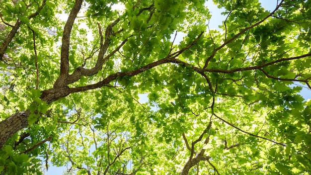 Variety crowns of the trees in the spring forest against the blue sky with the sun Bottom view of the trees