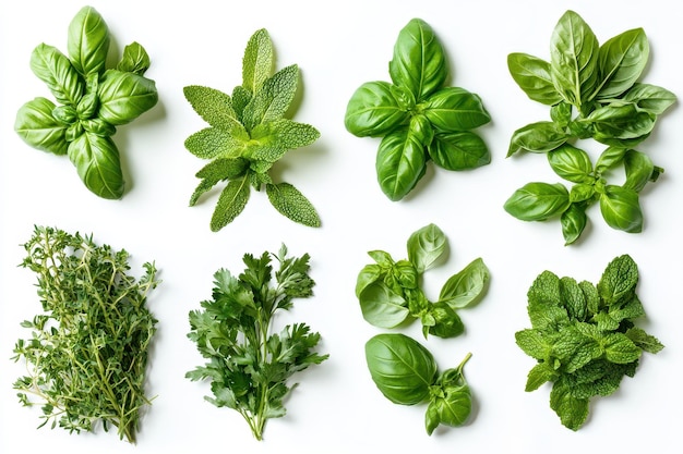 A variety of fresh herbs arranged aesthetically for culinary use