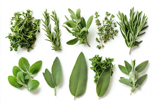 Photo a variety of fresh herbs arranged neatly for culinary use