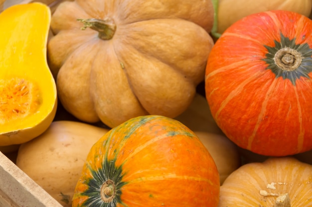 variety of fresh squash