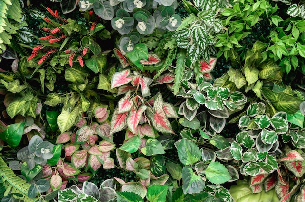 Variety of green leaves with plant decorative on wall