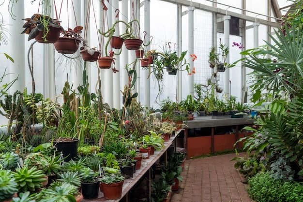 Variety of plants and flowers inside of botanic green house