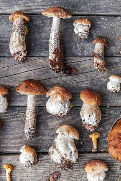 Variety raw edible mushrooms Penny Bun Boletus leccinum on rustic table. Ceps over wooden dark background