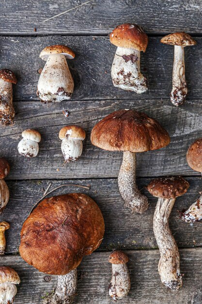 Variety raw edible mushrooms on wooden dark rustic table background