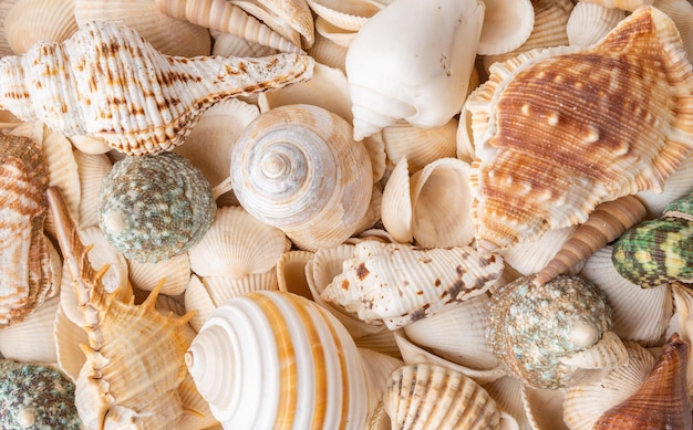 A variety of seashells and snails in a box collected on a beach holiday