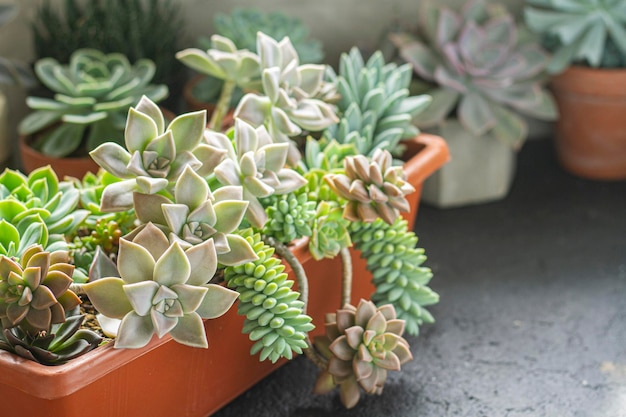 Variety of succulent plants in pots close up image