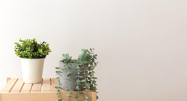 Photo various artificial succulents with exotic plants in white ceramic pots on a wooden table