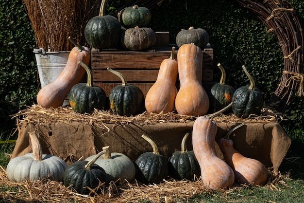 Various assortment of pumpkins Autumn Harvest