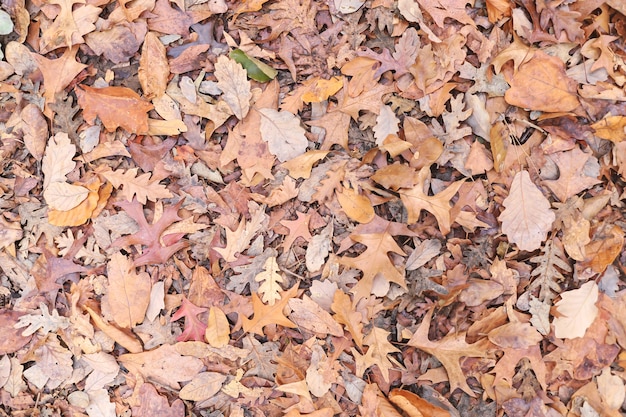 Various of Autumn leaves on the ground.  Fall foliage. Top view.