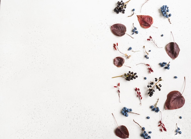 Various Berries and leafs of wild trees border isolated on white background and open space for text. Botany background. Top view. Flat lay