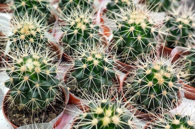 Various cacti with yellow flowers close up shot