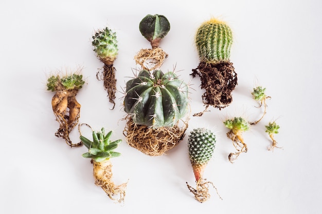 Various cactuses with bare roots before planting