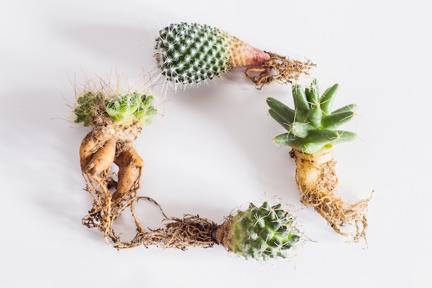 Various cactuses with bare roots before planting