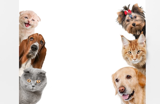 Various cats and dogs as frame isolated on white