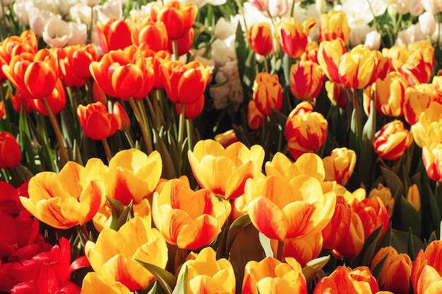 Various colorful tulips in blossom on sunny day in a garden soft selective focus