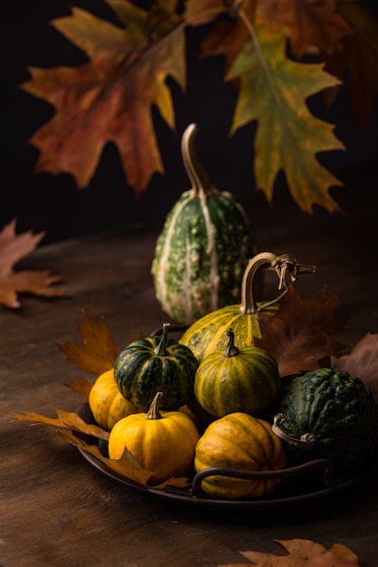 Various decorative pumpkins autumn concept