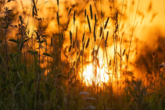 various field grasses and flowers on the background of the setting sun