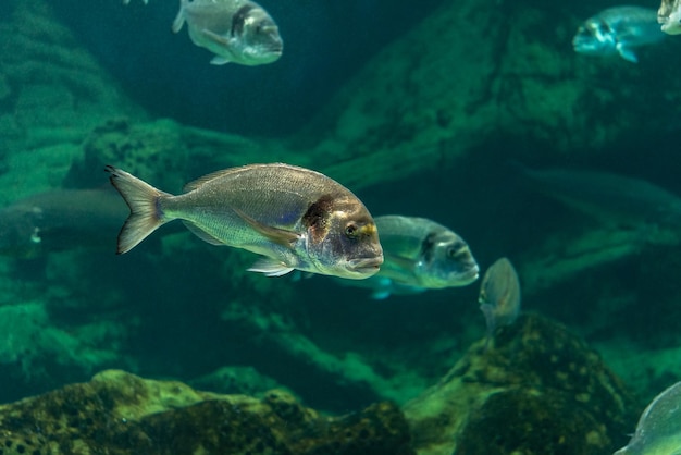 Various fishes swimming in sea aquarium