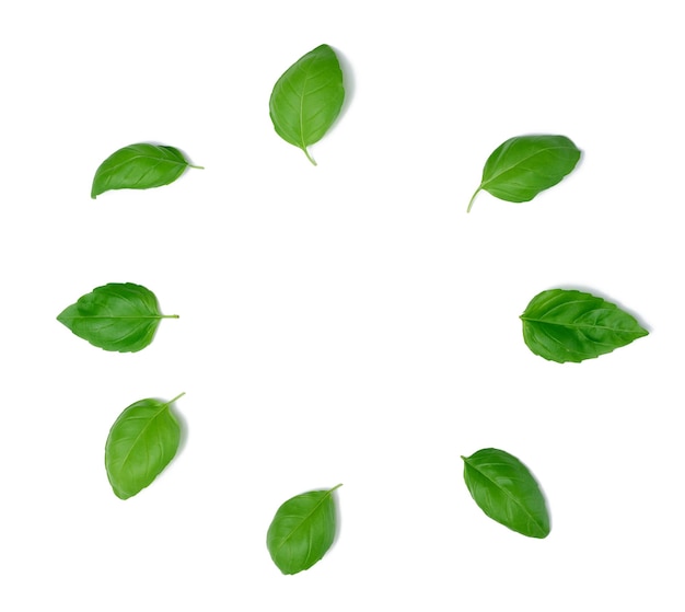 Various green basil leaves isolated on white background top view