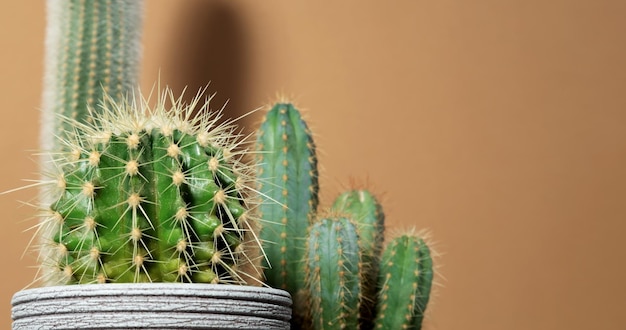 Various green cactus in gray pots on orange background Minimal creative stillife Copy space