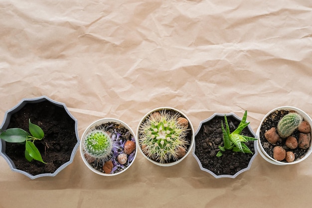 Various green plants succulents cacti in pots on a background of craft paper with folds Home gardening flower care