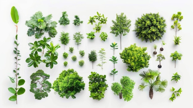 Various green trees and plants on white background symbolizing lush foliage and botanical diversity