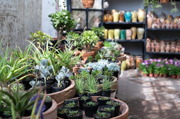 Various handmade shapes on shelf in local market with plant and flowers at the first plan