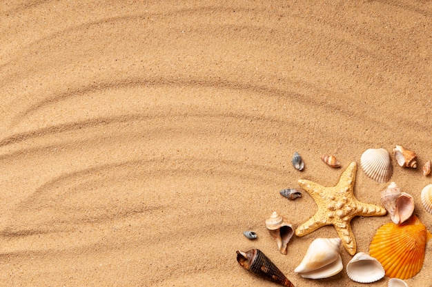 Various objects and shells from the beach on sand