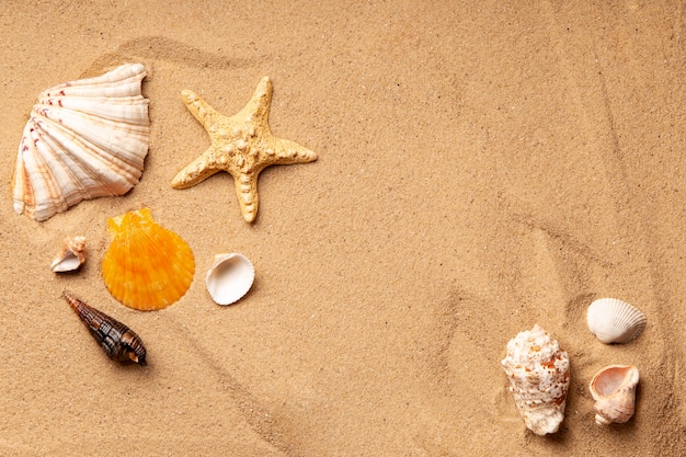 Various objects and shells from the beach on sand