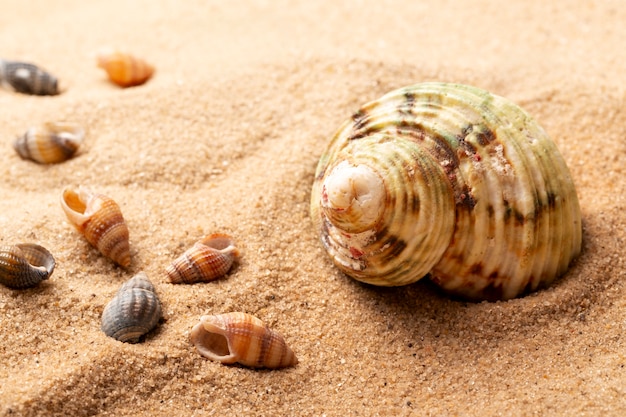 Various objects and shells from the beach on sand