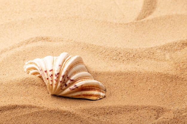 Various objects and shells from the beach on sand