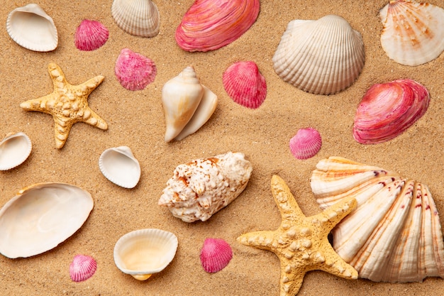 Various objects and shells from the beach on sand