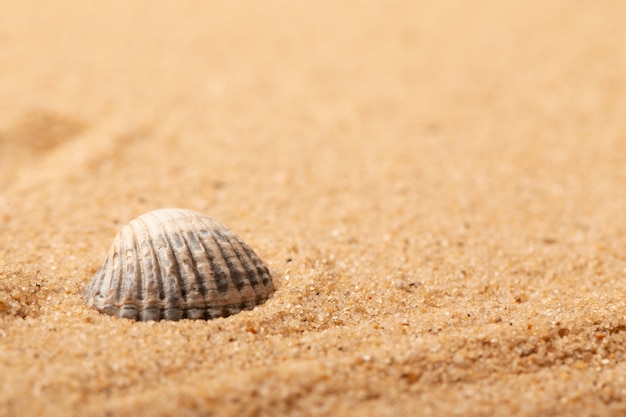 Various objects and shells from the beach on sand