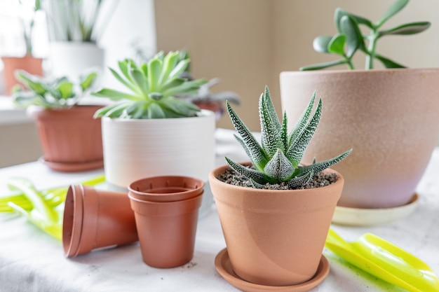 Various plants in different pots on table. Haworthia in a ceramic pot. Concept of indoor garden home.