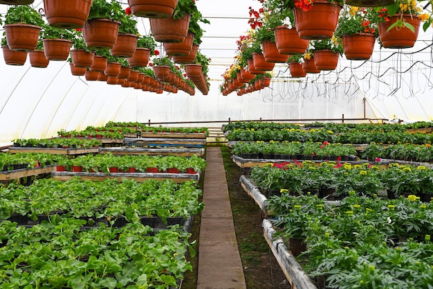 Various plants growing in pots at glasshouse Flower nursery Greenhouse with cultivated plants