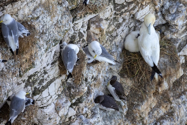 Various seabirds nesting in the cliffs at Bempton in Yorkshire