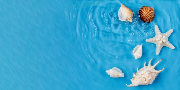 Various seashells and water ripples on a summer beach on a blue background at the top Copy space