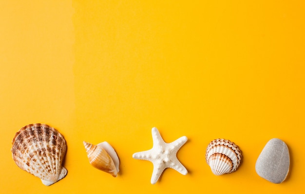 Various seashells on yellow