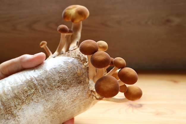 Various Size of Mature Poplar Mushrooms Growing on Mycelium Block as Houseplants