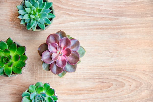 Various succulent plants arranged by the window.