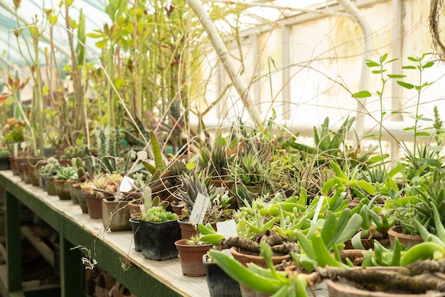 Various succulents in clay and plastic pots in greenhouse sale of plants seedlings for home