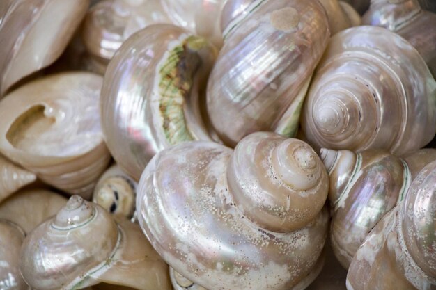 Various types of little seashells