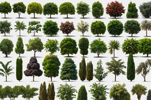 Various types of trees plants bushes and flowers isolated rendering