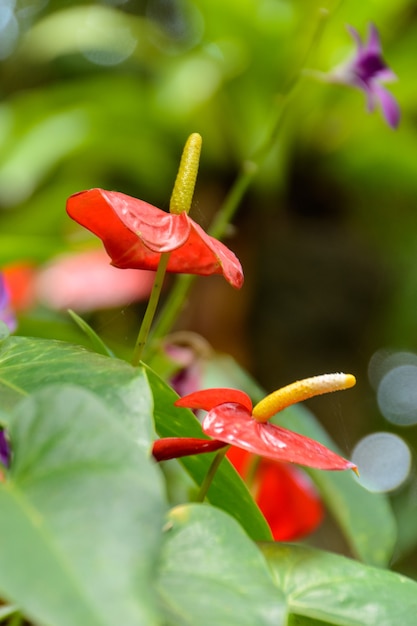 The various vegetation, flowers and trees in the tropical forest in Yanoda Park,  Sanya city. Hainan island, China.