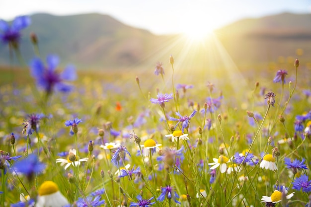 Various wild flowers in a beautiful summer field lit by sun