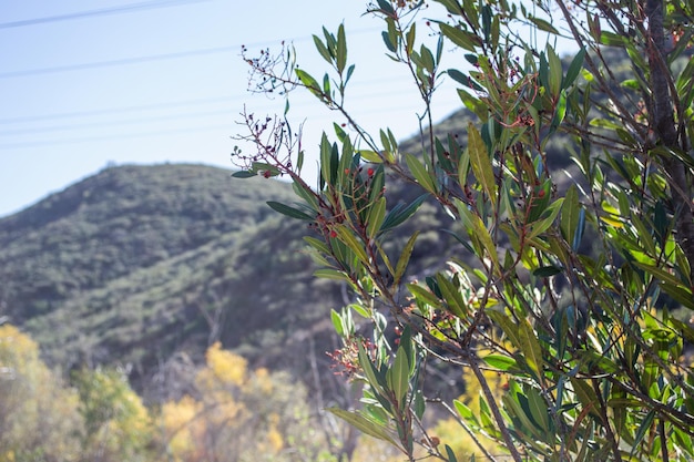 Vast mountain landscape nature plants