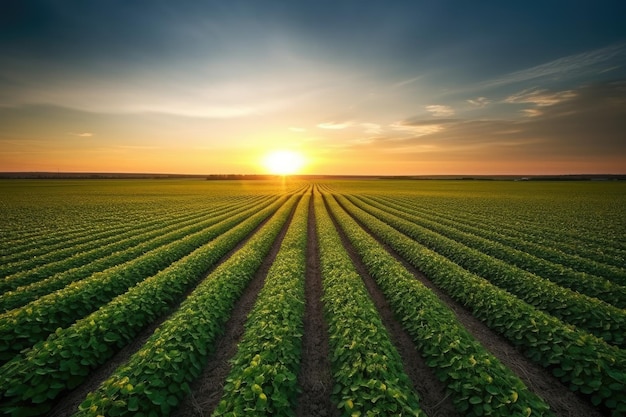 Vast soybean plantation in full bloom harvesters working under the sun generative IA