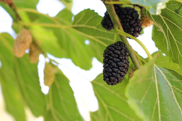 Vega Baja del Segura Almoradi Ramas de morera y fruto moras