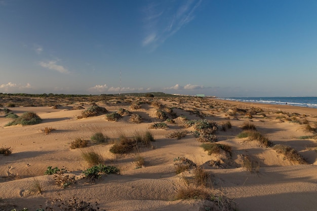 Vega Baja del Segura - Guardamar - Dunas y pinada en Guardamar del Segura