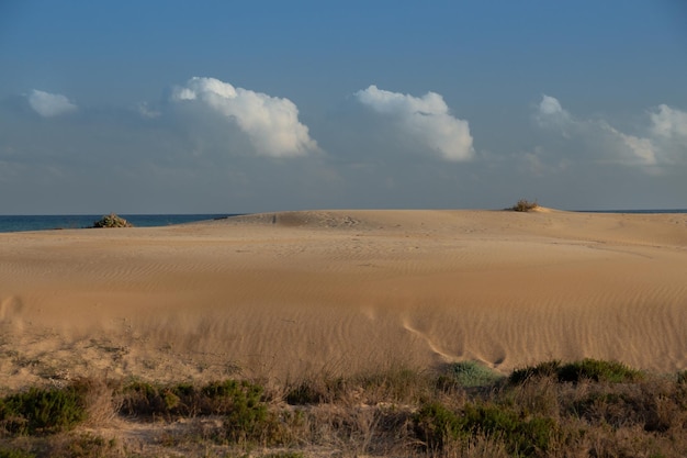 Vega Baja del Segura - Guardamar - Dunas y pinada en Guardamar del Segura